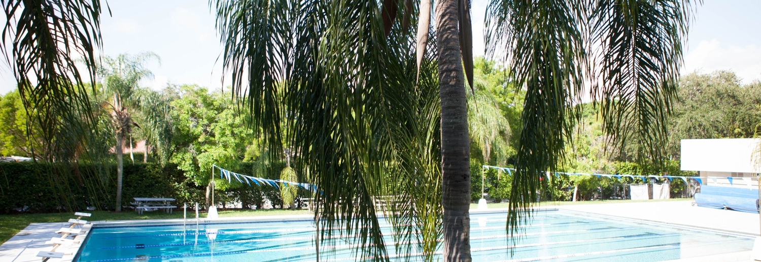 Pool and Palm tree